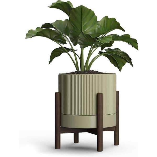 air plant kit Air Plant Stands Kit – 2-Piece Natural Poplar Wood Display for Air Plants |  Garden Your Way