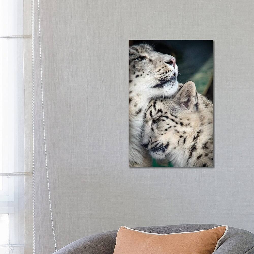 iCanvas "Snow Leopard Mother And Cab" by Nik Rave Canvas Print