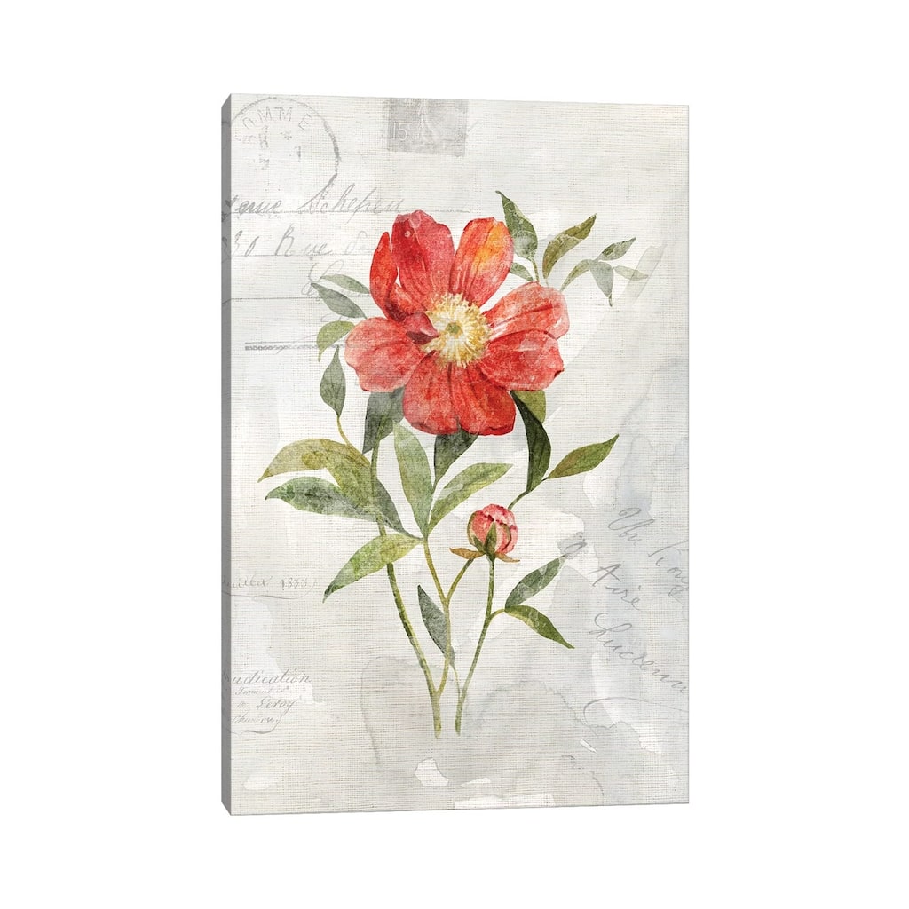 iCanvas "Linen Peony" by Carol Robinson Canvas Print
