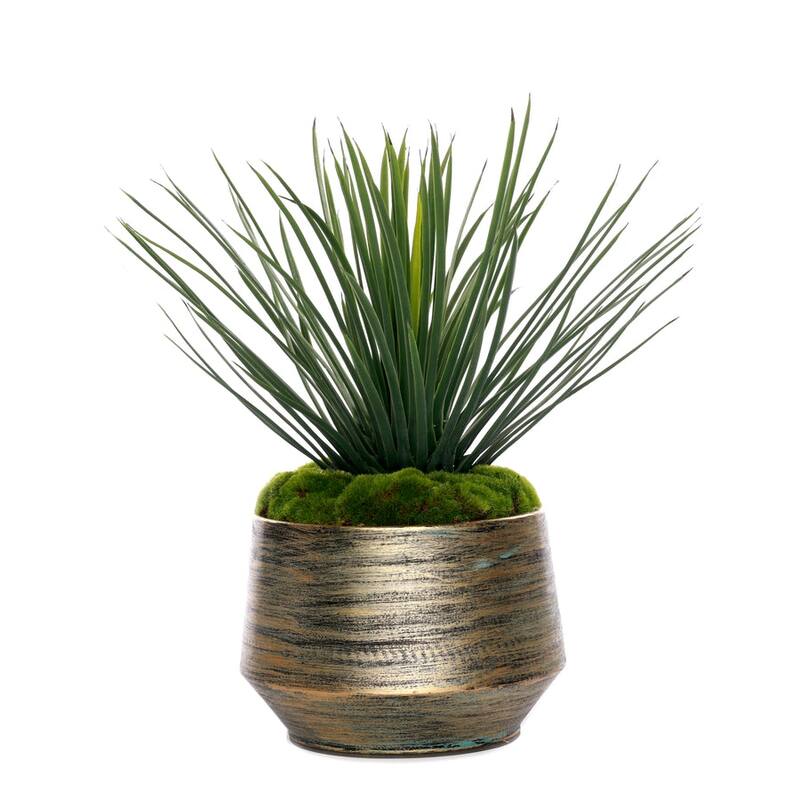 Whipple Yucca/Moss in Green Gold Metal Planter
