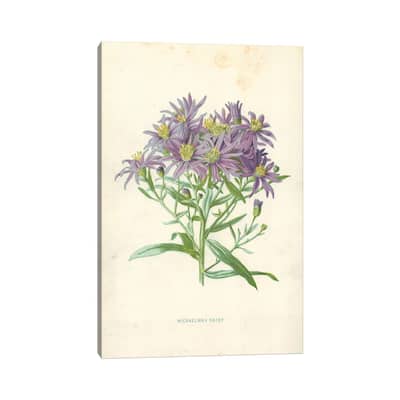 iCanvas "Michaelmas Daisy (Illustration From Familiar Garden Flowers, 1st Series)" by Frederick Edward Hulme Canvas Print