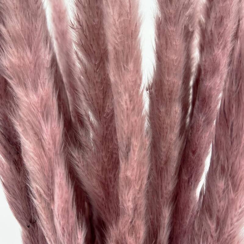 Bundle of 4 Preserved flowers Small pampass grass, 20" long - 20 inch