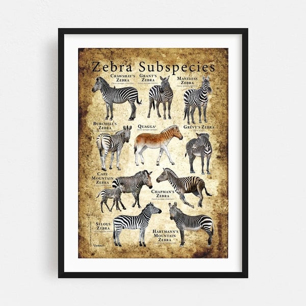 https://ak1.ostkcdn.com/images/products/is/images/direct/35e7cea2abd8a04555711b35e85a396cc4261d04/Zebra-Subspecies-Illustrations-Animals-Grassland-Art-Print-Poster.jpg?impolicy=medium