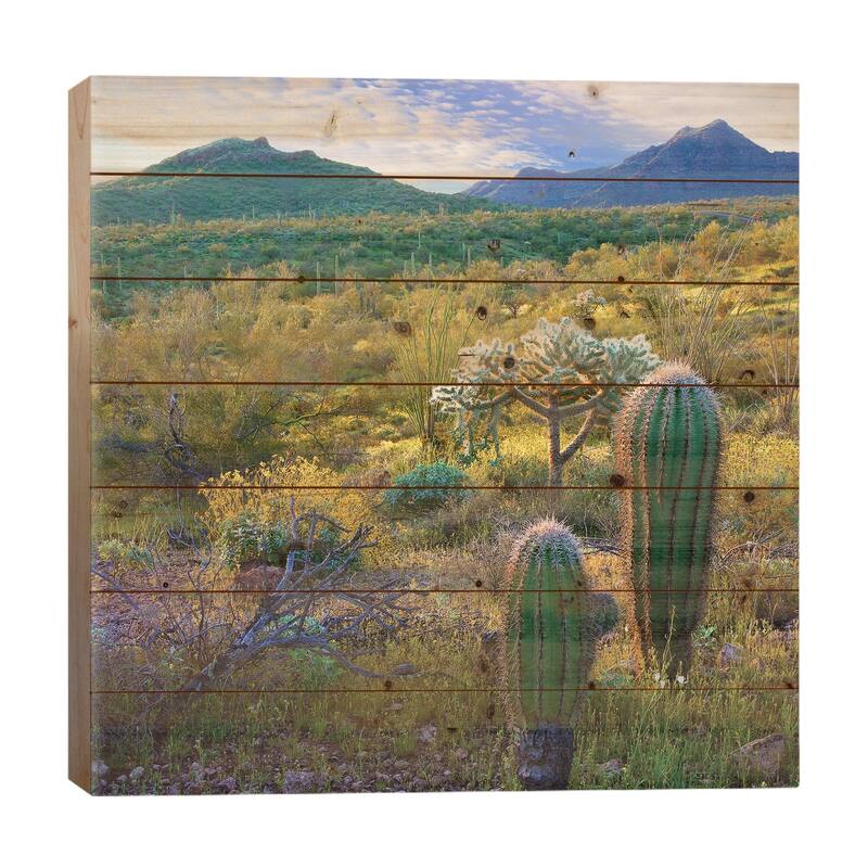 Ajo Mountains, Organ Pipe Cactus National Monument, Sonoran Desert, Arizona Print On Wood by Tim Fitzharris - Multi-Color - 26x26x1.5