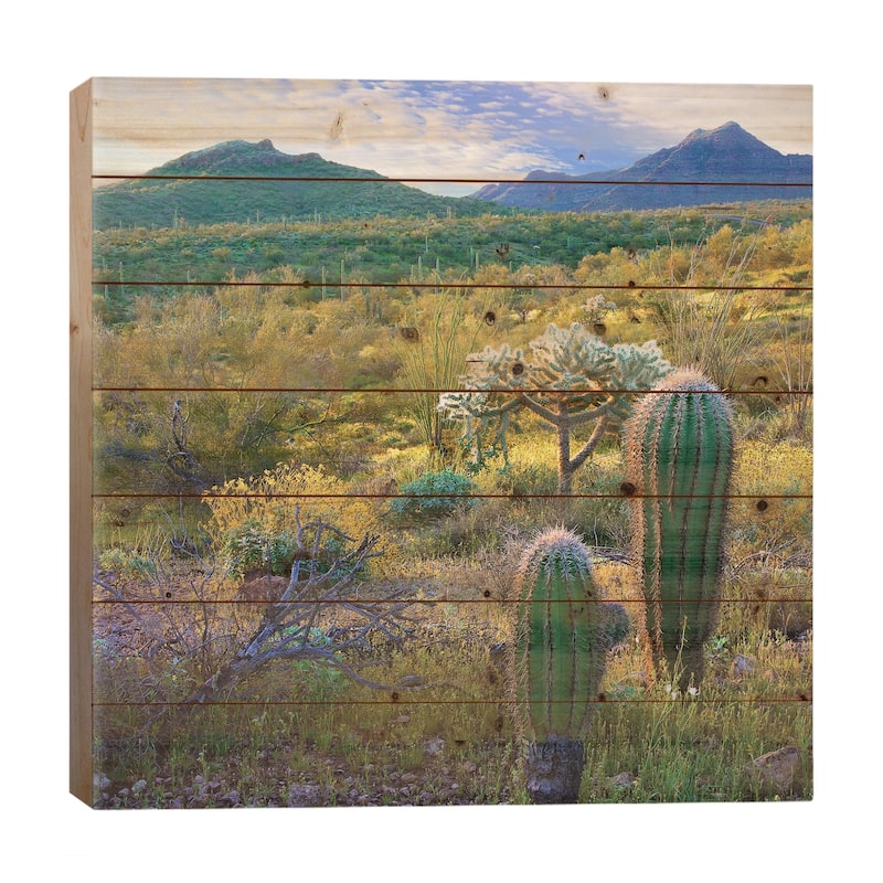Ajo Mountains, Organ Pipe Cactus National Monument, Sonoran Desert ...
