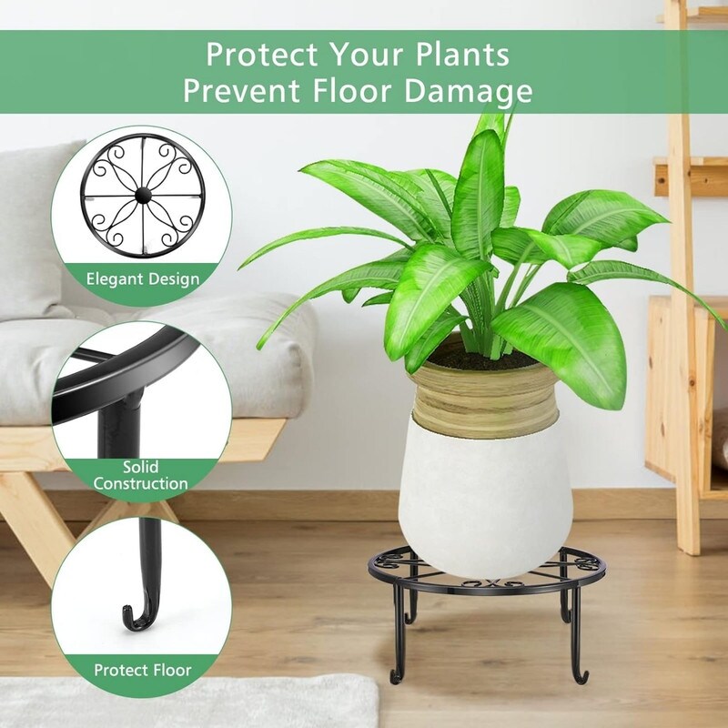 dracaena cinthos Huge Dracaena Cintho Cane main image 0