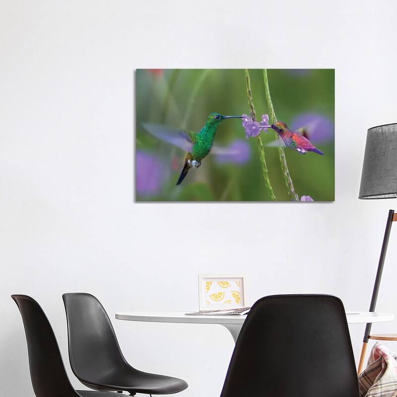 iCanvas "Copper-Rumped Hummingbird And Green-Throated Mango Feeding, Trinidad" by Tim Fitzharris Canvas Print - 26x40x1.5