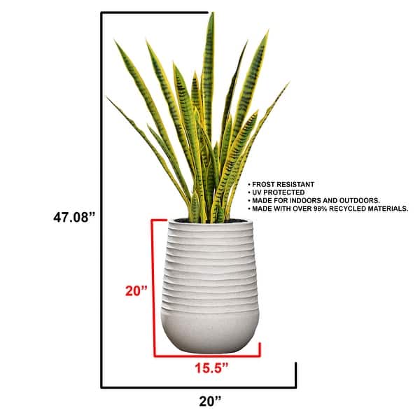 spider plant near me Buy Spider Plants Online - Chlorophytum comosum