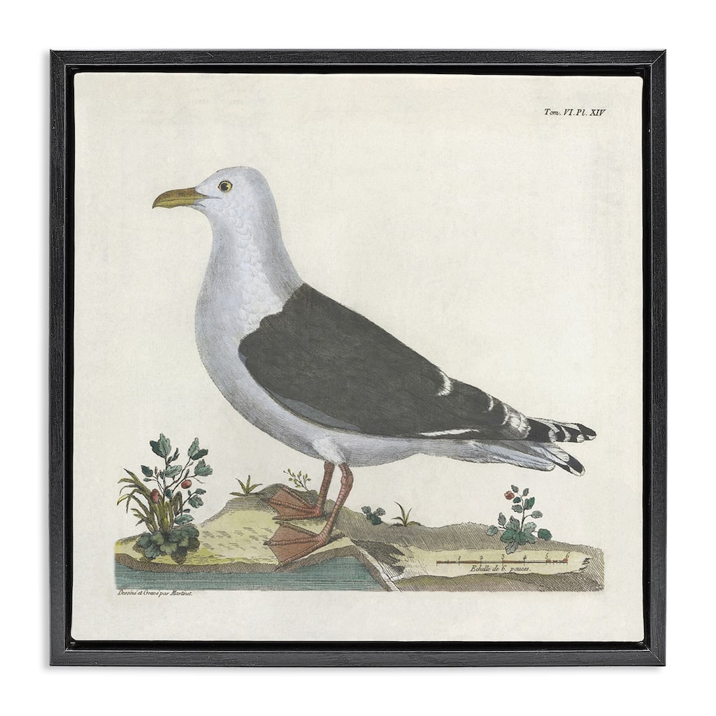 Stupell Vintage Seagull Study Diagram Framed Floater Canvas Wall Art Design By Phillipa Katz