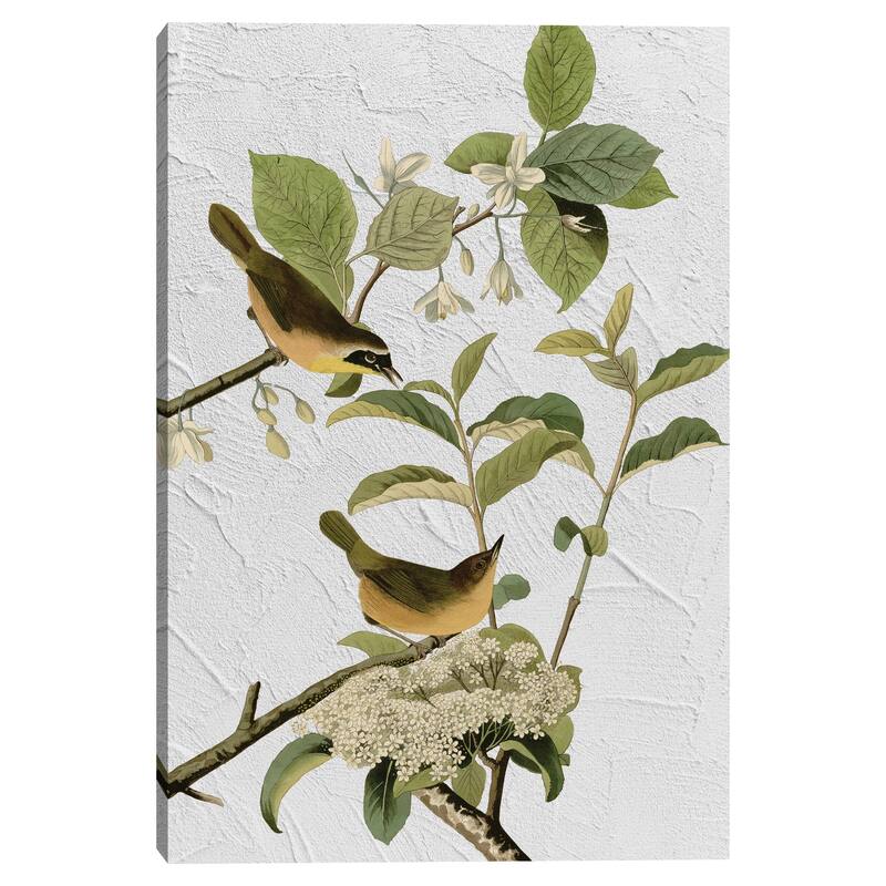 Audubon Yellow Breasted Warbler Texture by Design Lab Canvas Art Print