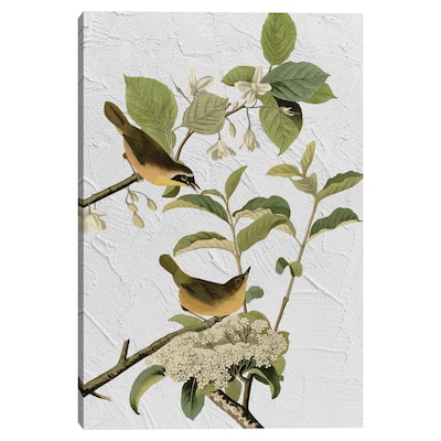 Audubon Yellow Breasted Warbler Texture by Design Lab Canvas Art Print