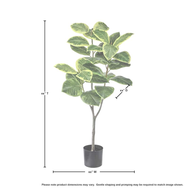 Potted Variegated Rubber Tree 51"