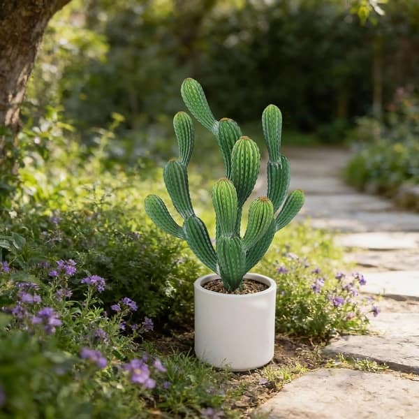 dracena hawaiian sunshine Dracaena Hawaiian Sunshine 6