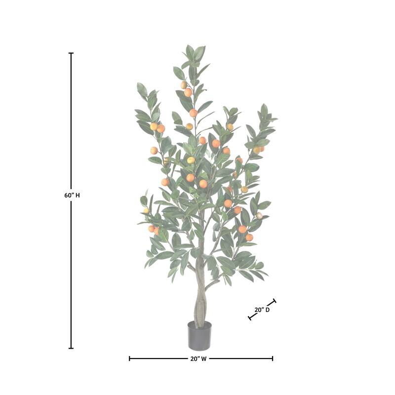 5' Potted Mandarin Orange Tree