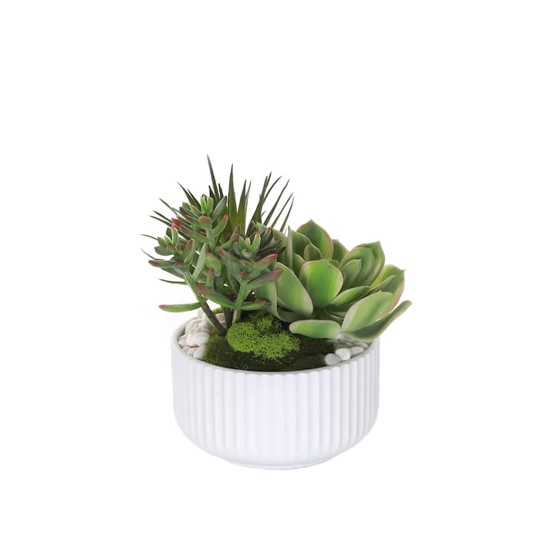 Succulents Arrangement with White Rocks in White Pot - Green,green red, green pink
