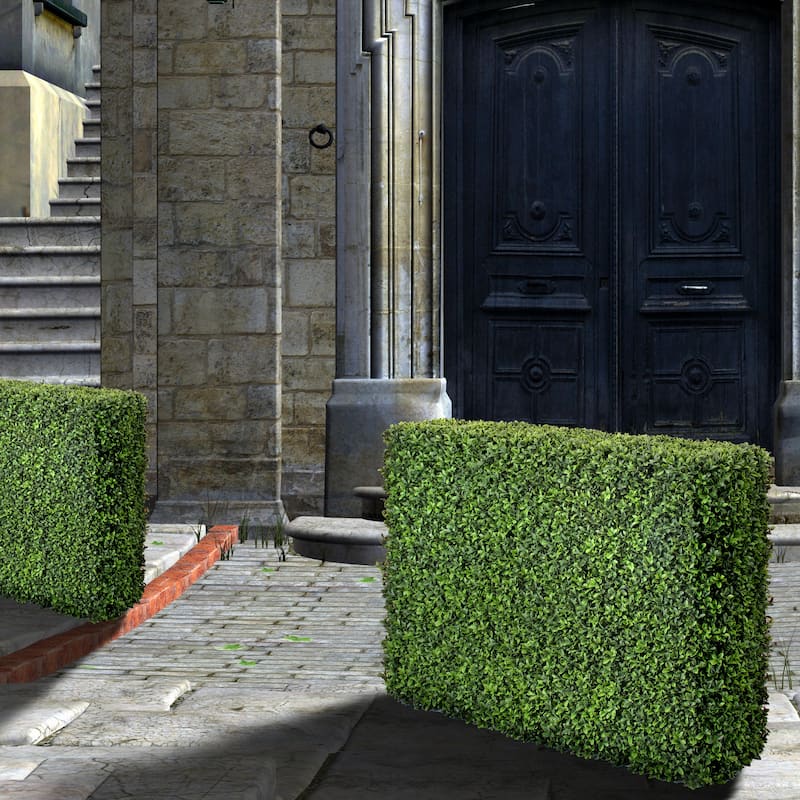 American Boxwood Hedge 40x12x29" - 40x29"
