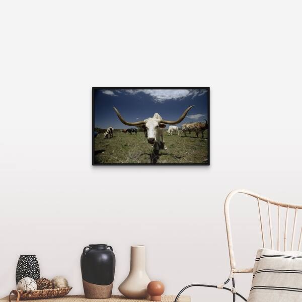 Shop Herd Of Texas Longhorn Cattle In A Field Black Float Frame