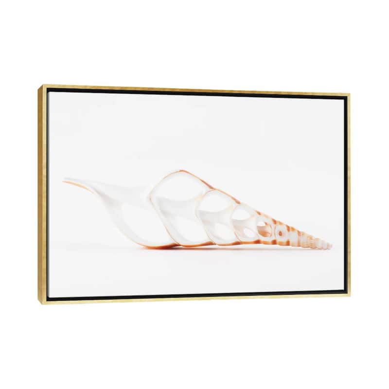 iCanvas "Beautiful Cut Tibia Shell II" by Philippe Hugonnard Framed - Gold - 26x40