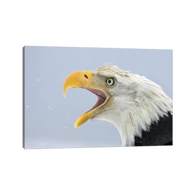 iCanvas "Eagle Alaska XXIV" by Miguel Lasa Canvas Print