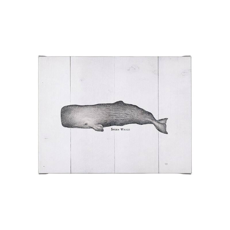 Sperm Whale (26 x 20) Canvas Art Print - Small