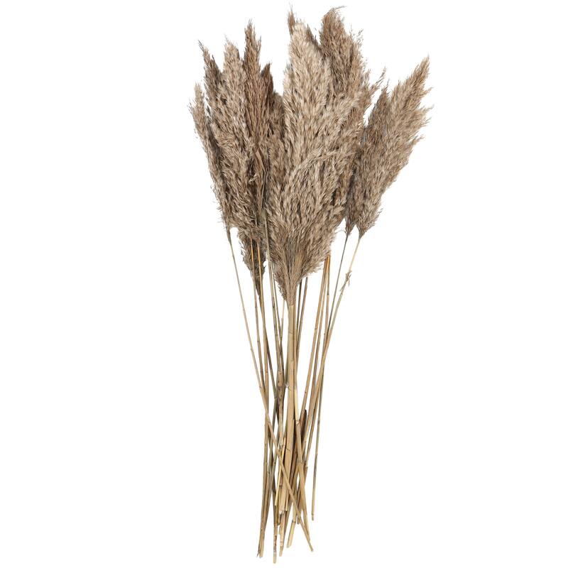 Brown Dried Plant Pampas Home Decor Natural Foliage with Long Stems