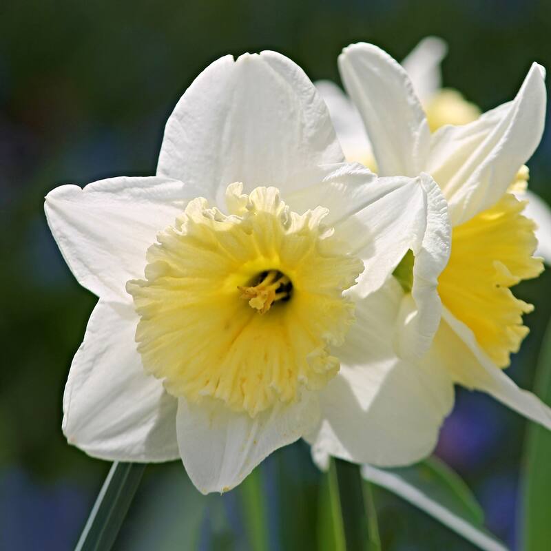 White Lion Double Daffodil Flowers - 12 Bulbs - Spring Blooming White & Yellow Narcissus - Attracts Butterflies & Bees