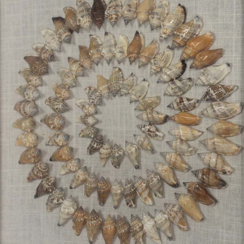 HUJI Sea Shell Rings Shadow Box Wall Décor Set