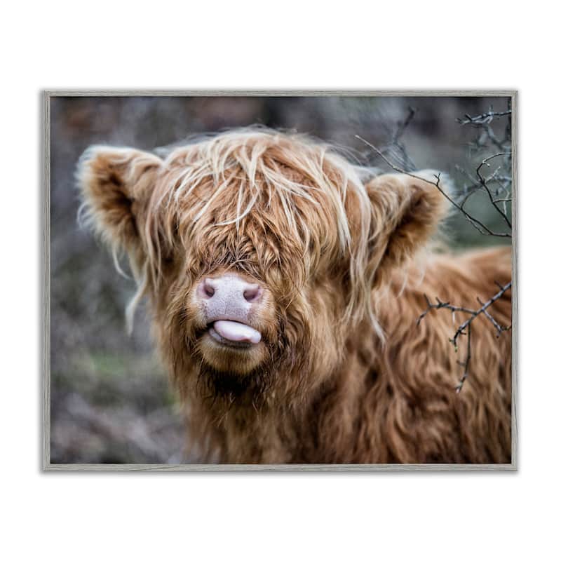 Stupell Baby Highland Calf Cattle Licking Lips Country Farmland Framed Wall Art, Design by James Dobson - 30 x 24 - Grey