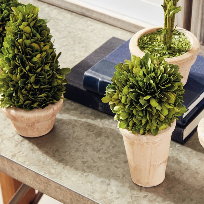 Boxwood Topiaries In Pots, Set Of 5