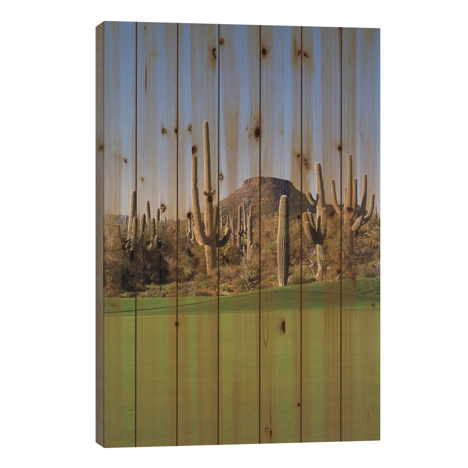 Saguaro cacti in a golf course, Troon North Golf Club, Scottsdale, Arizona, USA Print On Wood by Panoramic Images - Multi-Color