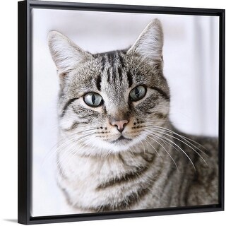 Shop Tabby Gray Cat And Green Eyes Black Float Frame Canvas Art Overstock 25520887
