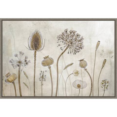 Growing old (Floral seed pods) by Mandy Disher Framed Canvas Art
