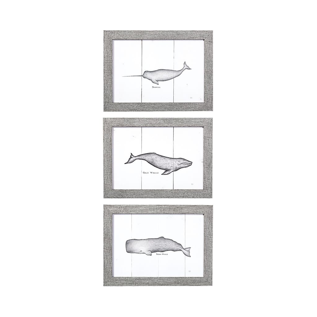 Whale Collection (Set of 3) Framed Art Print