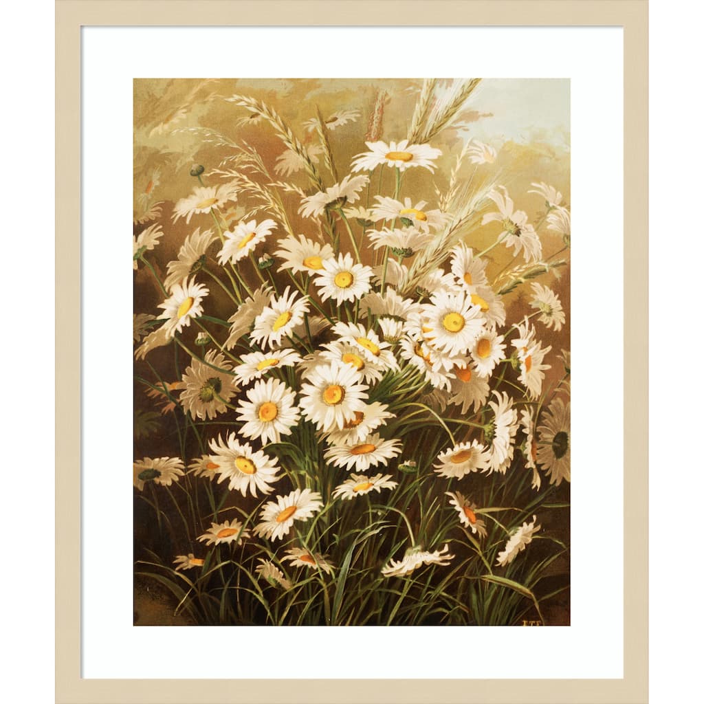 Daisies By Ellen Thayer Fisher by Ellen Thayer Fisher Wood Framed Wall Art Print