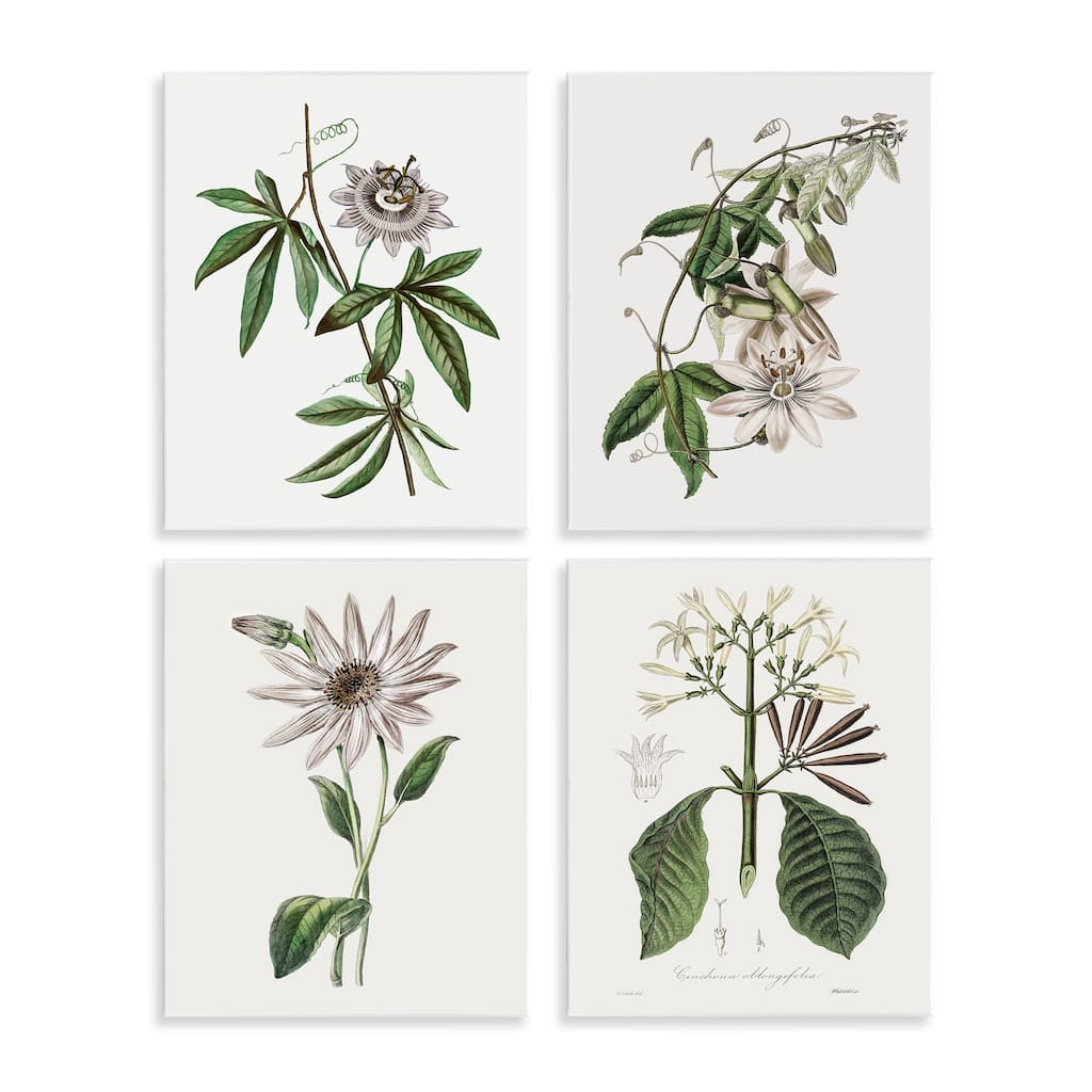 Stupell Various Vintage Botanicals Wall Plaque Art Design By CAD Design (Set of 4)