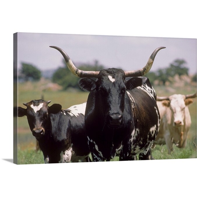 Shop Texas Longhorn Cattle On Wildlife Refuge Ok Canvas Wall Art Overstock 24112486