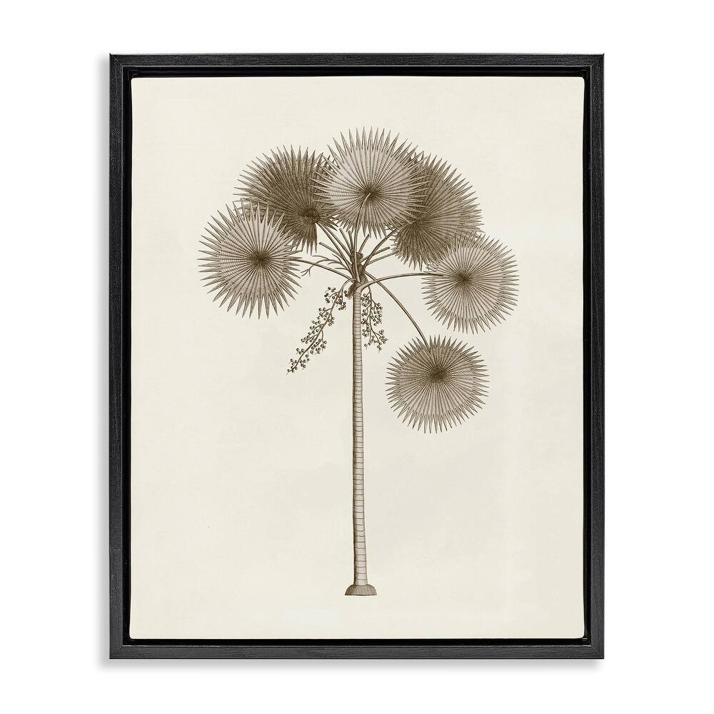 Stupell Vintage Study of Palm Tree Framed Floater Canvas Wall Art Design By Phillipa Katz