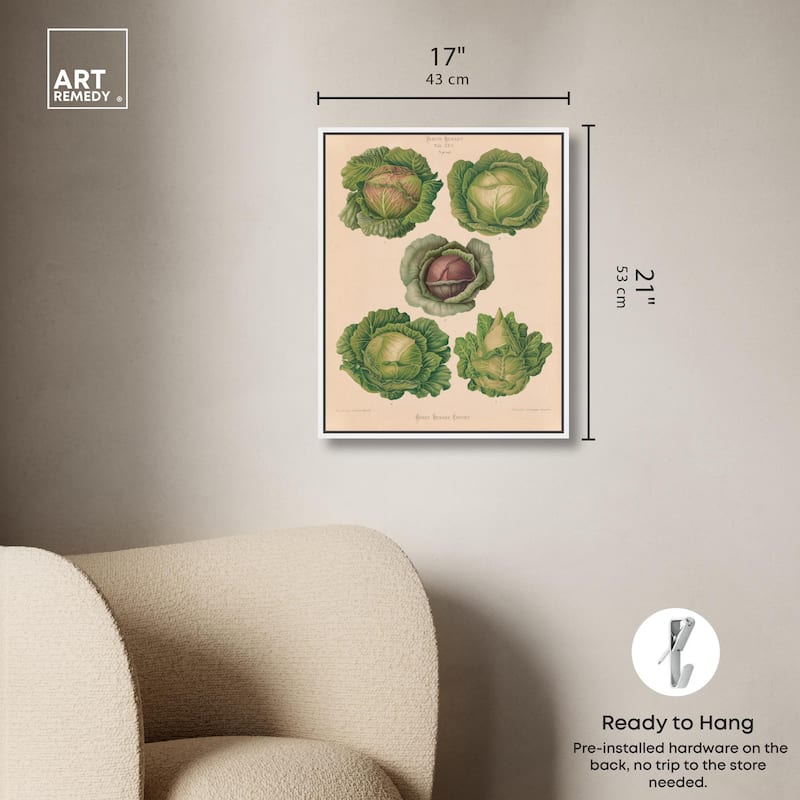 Cabbages by Benary 1876 Canvas by Art Remedy