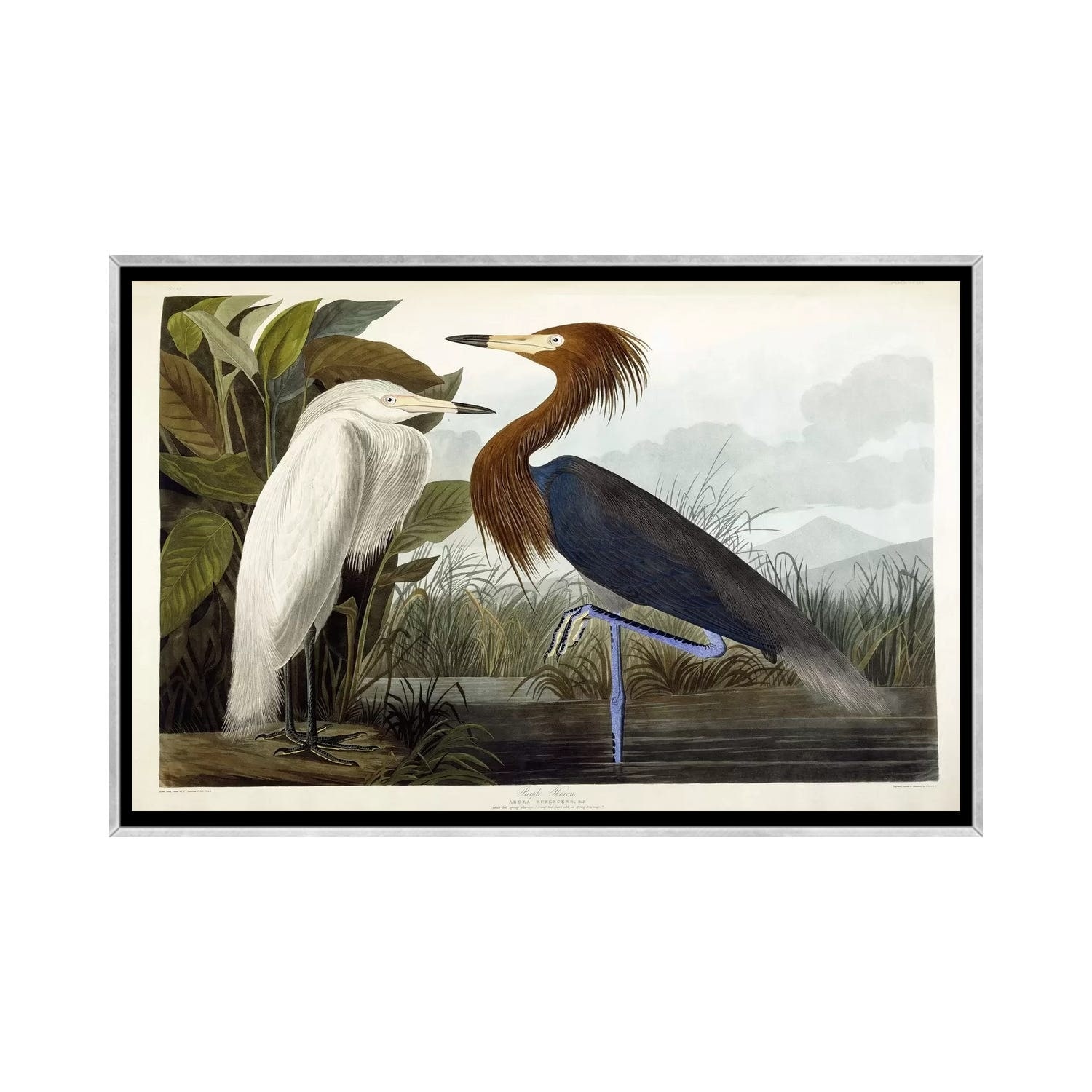 iCanvas "Purple Heron, c.1835 " by John James Audubon Framed