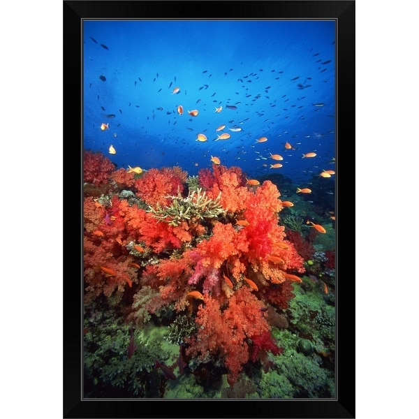 "Coral and fish" Black Framed Print