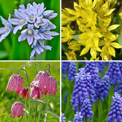 Garden Gem Mixed Flower Collection - 100 Bulbs - Featuring 4 Varieties of Yellow, Blue, White & Purple Flowers - 100 Bulbs