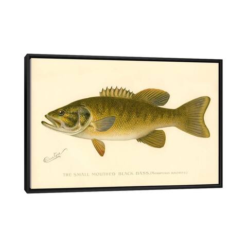 iCanvas "Small Mouthed Black Bass" by Print Collection Framed Canvas Print