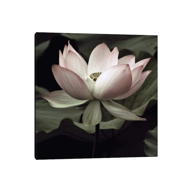 iCanvas "The Lotus I" by Andy Neuwirth Canvas Print