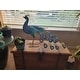 Turquoise Metal Eclectic Garden Sculpture Birds 20 x 31 x 7 1 of 1 uploaded by a customer