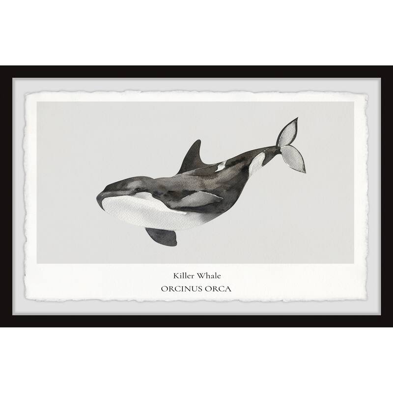 'Orcinus Orca' Framed Painting Print