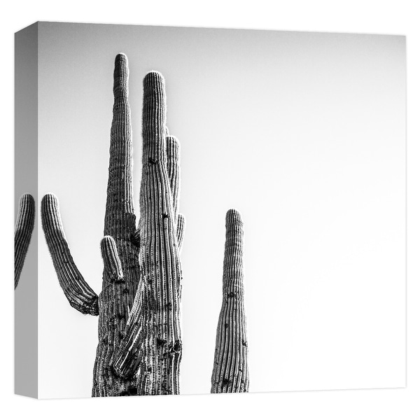PTM Images 9-124667 PTM Canvas Collection 12" x 12" - "Tall and Lanky 1" Giclee Cactuses Art Print on Canvas