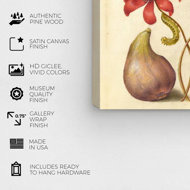 Wynwood Studio Canvas Floral and Botanical Hoefnagel - Poppy Anemone Caterpillar Fig and Quince Wall Art Canvas Print