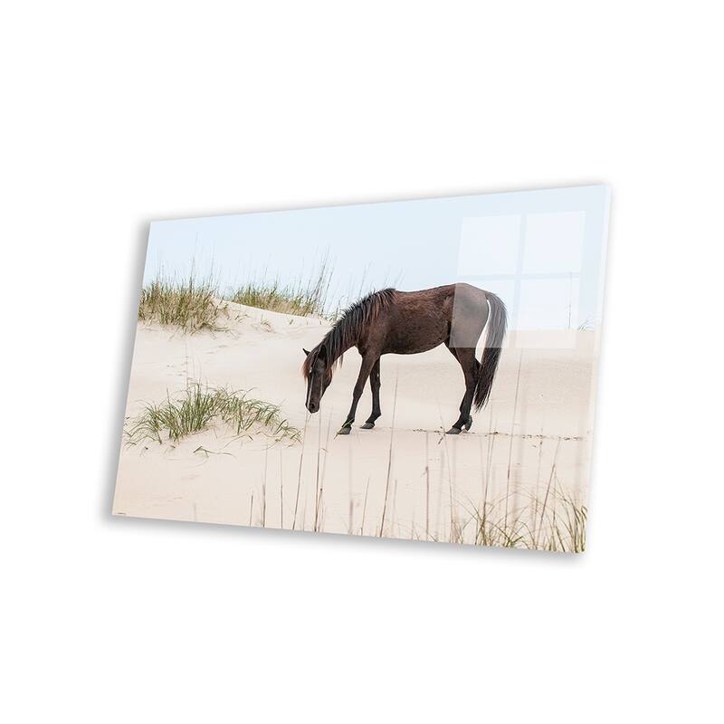 Lone Banker Horse On The Beach, Outer Banks, North Carolina, USA Print On Acrylic Glass by Michael DeFreitas
