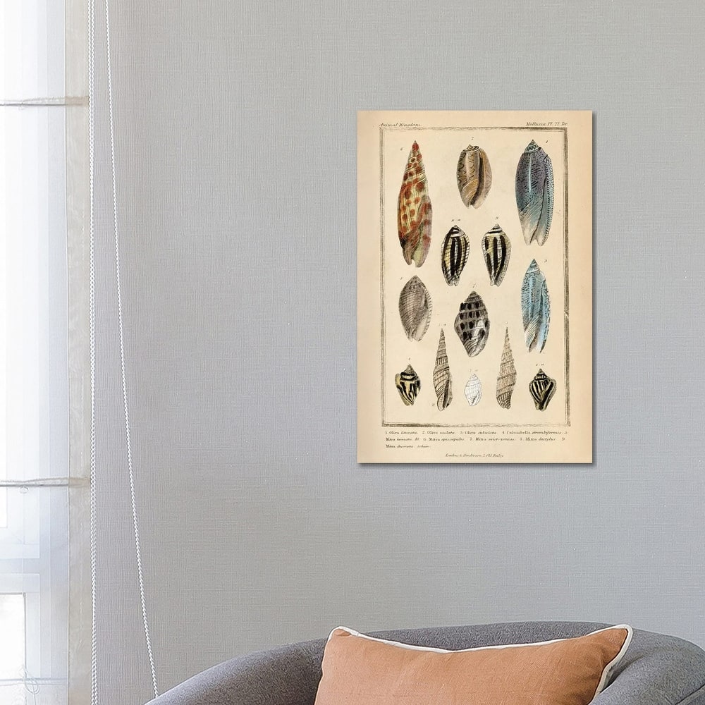 iCanvas "Mollusks I" by Piddix Canvas Print