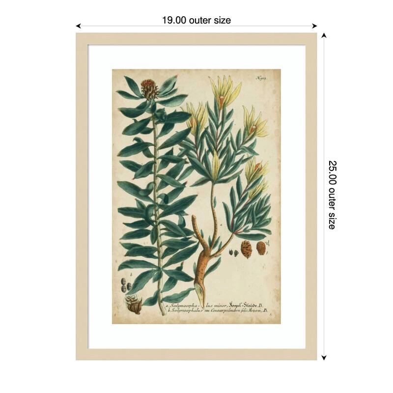 Weinmann Foliage and Fruit No. 4 by Johann Wilhem Weinmann Wood Framed Wall Art Print - Svelte Natural - Wood - 19 x 25 in - Brown
